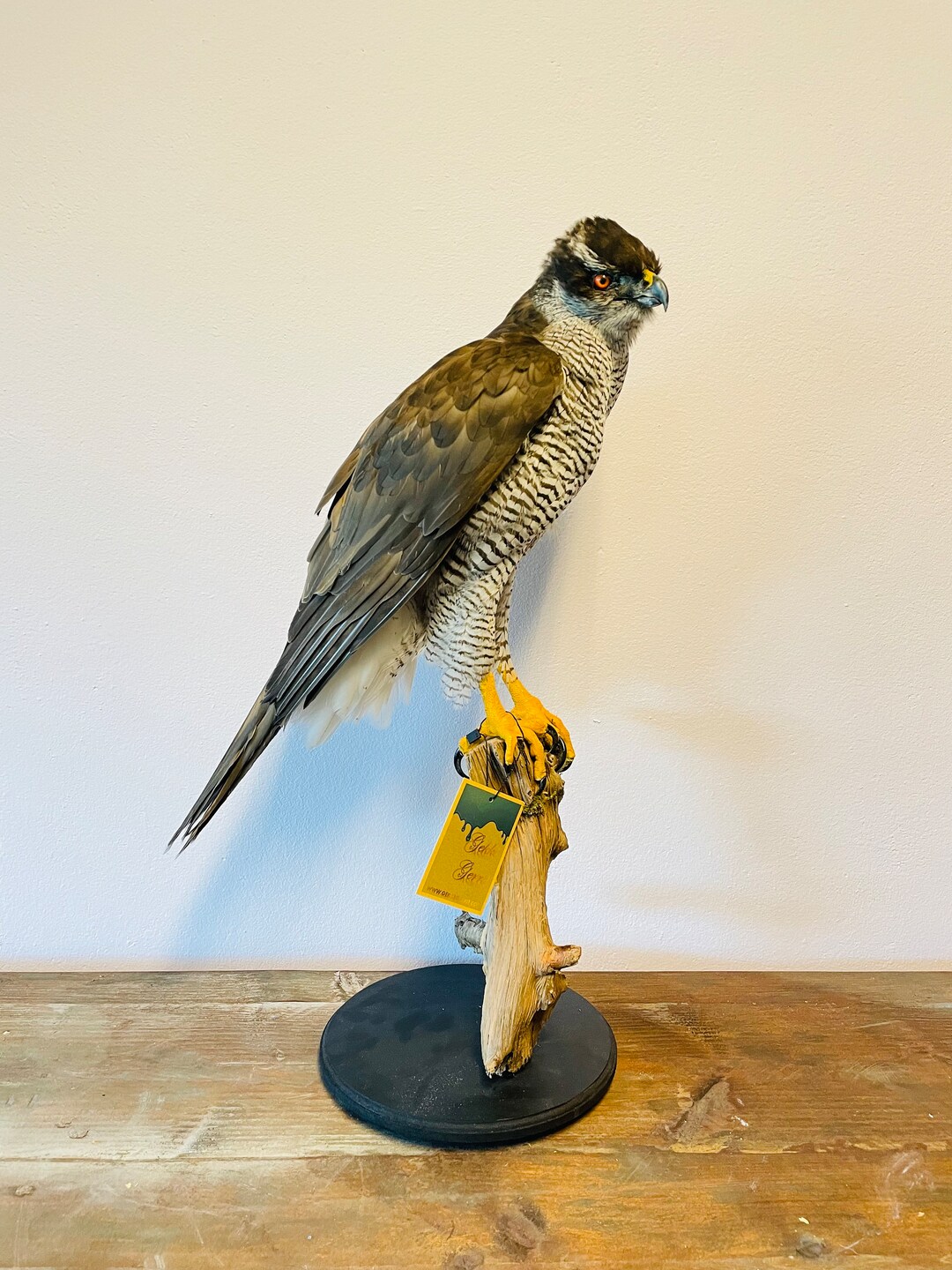 Beautiful Male Hawk Taxidermy Etsy