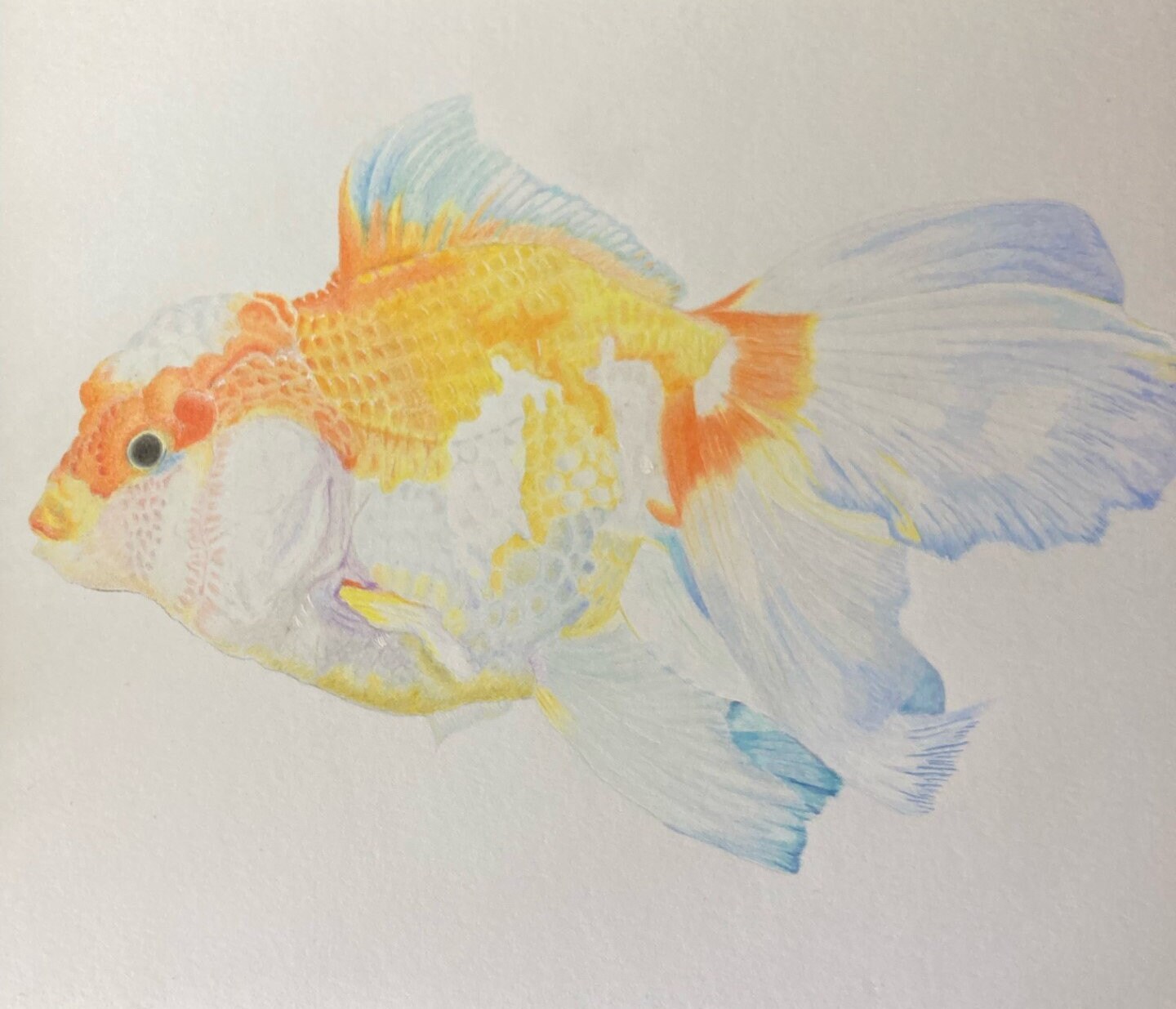 Original Pen & Ink fish drawing sketch of a goldfish on ivory