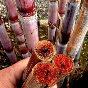 Può includere: Primo piano di diversi steli di canna da zucchero, che mostrano le loro tonalità rosso intenso e viola. Le estremità tagliate rivelano un interno rosso vibrante. L'immagine evidenzia la consistenza e le variazioni di colore della canna da zucchero.