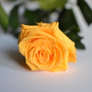 Gele eeuwige roos, geconserveerde roos, perfect voor Valentijnsdag en Moederdag