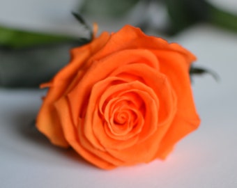 Rose éternelle orange, fleur stabilisée parfaite pour cadeau de Saint Valentin et fête des mères