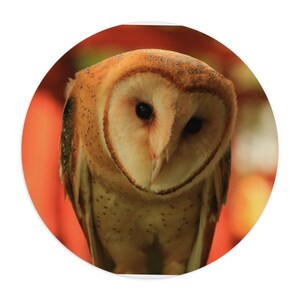 Cassandra the Barn Owl Mouse Pad