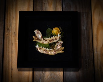 Raccoon Jawbones in shadow box frame