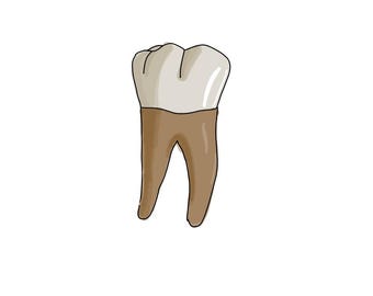Notes d'anatomie dentaire