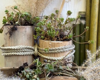 Bamboo Planters for Succulents