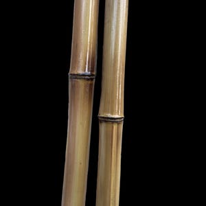 Set of (2) bamboo poles 2.5”-3” diameter, cut to length. Natural Bamboo Poles Rustic Dried Bamboo Sticks DIY Craft Bamboo Eco-friendly