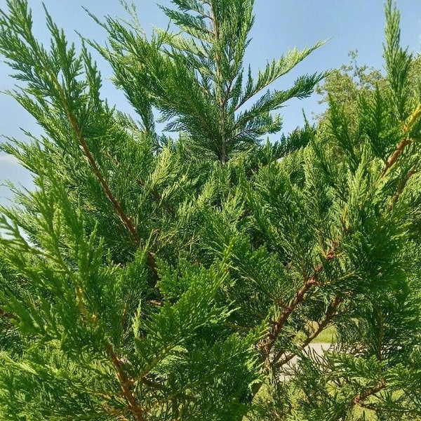 20 Leyland Cypress Tree Cuttings for rooting  Shipped Free and fast!