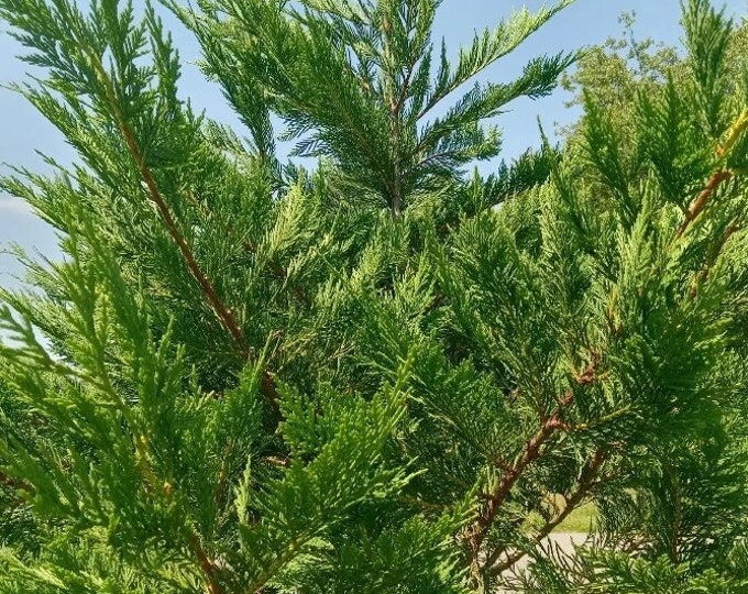40 Leyland Cypress Tree Cuttings for Rooting Shipped Free and Fast Etsy