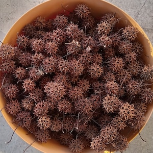 300 Organic Hand Picked Sweet Gum Balls aka Witch's Burrs Used for crafts