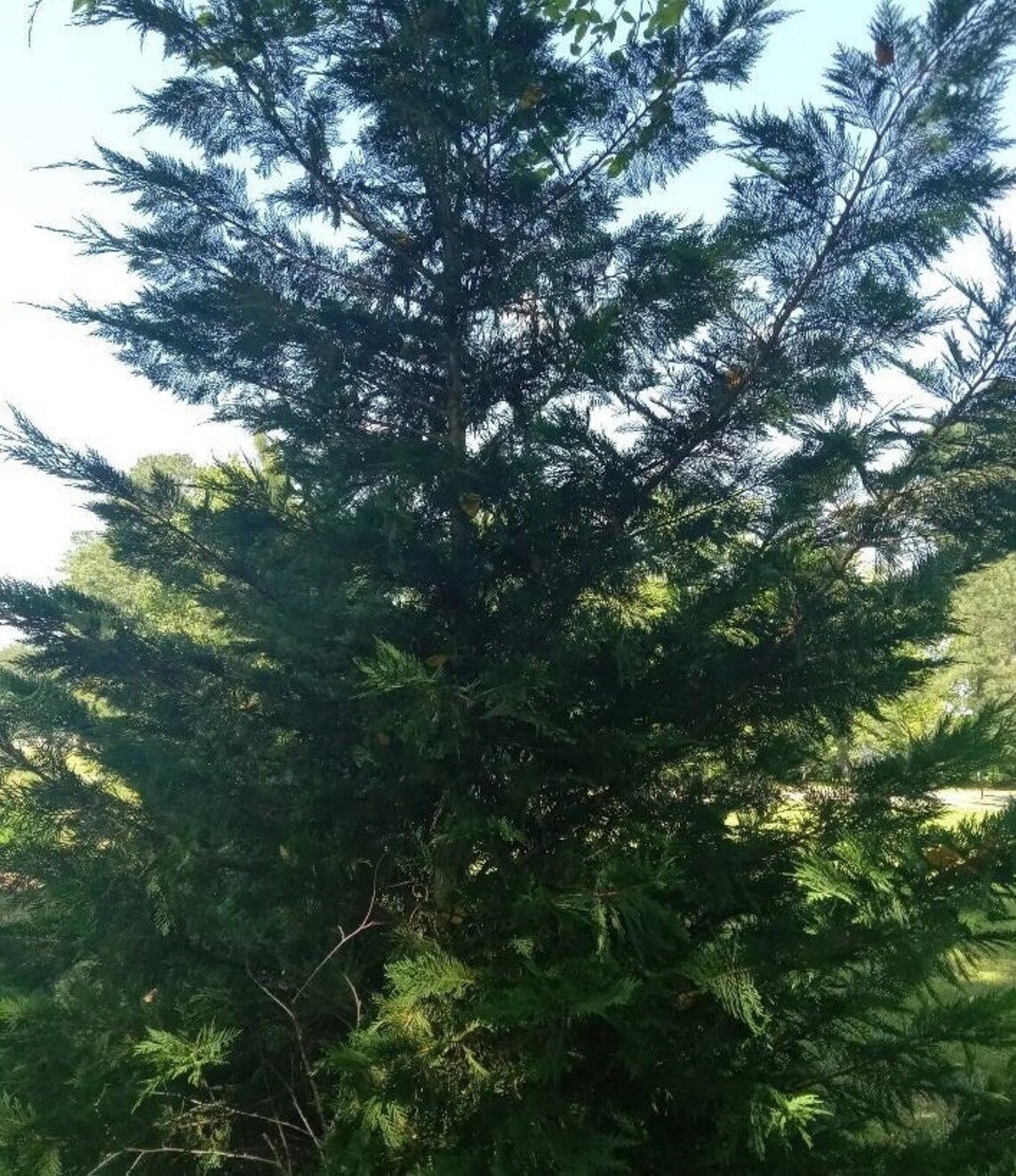 40 Leyland Cypress Tree Cuttings for Rooting Shipped Free and Fast Etsy