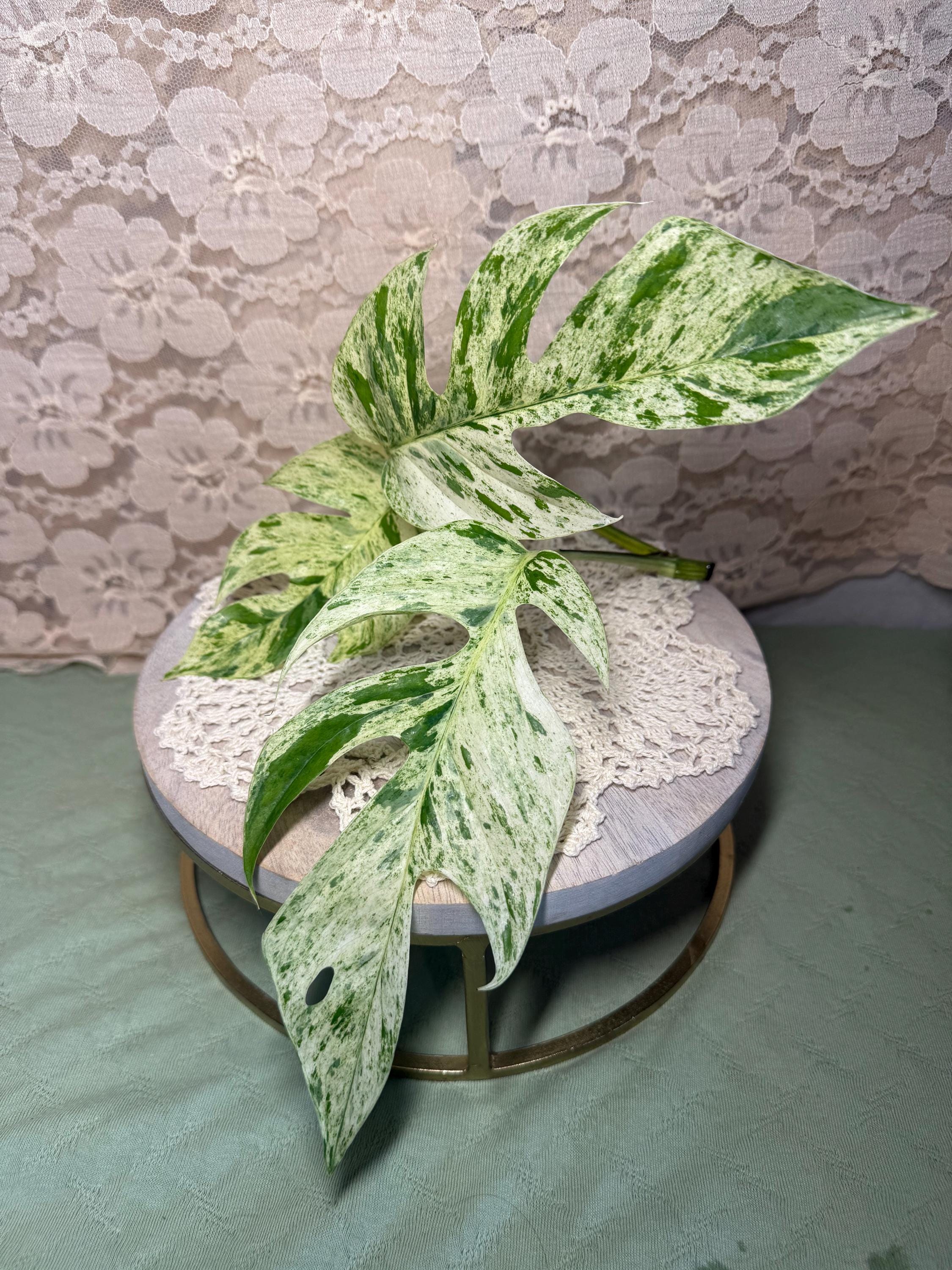 Epipremnum pinnatum - Etsy 日本