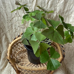 Vintage Woven Wicker Mini
