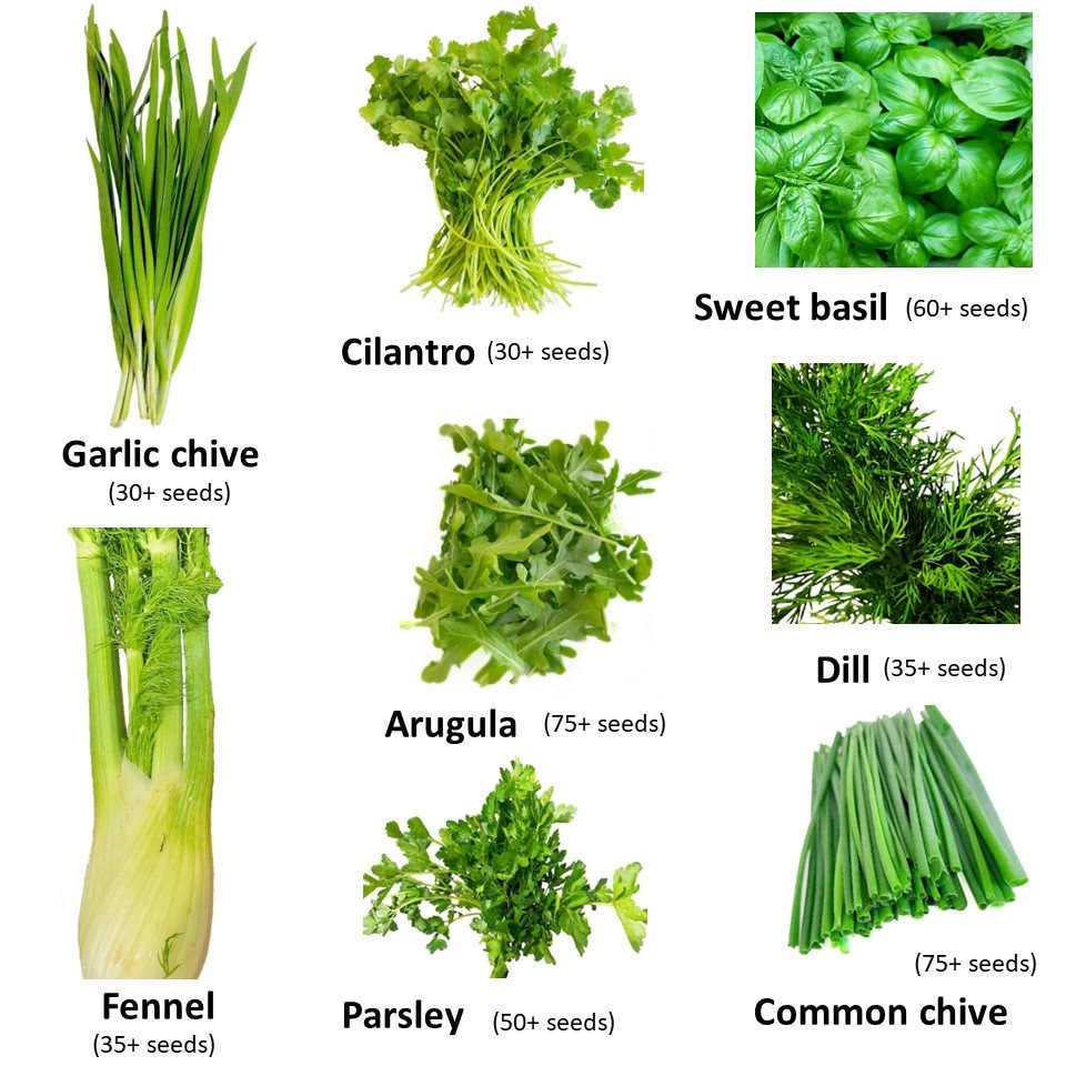 8 Variety Culinary Herb Seeds Basil Chive Dill Parsley Cilantro Fennel