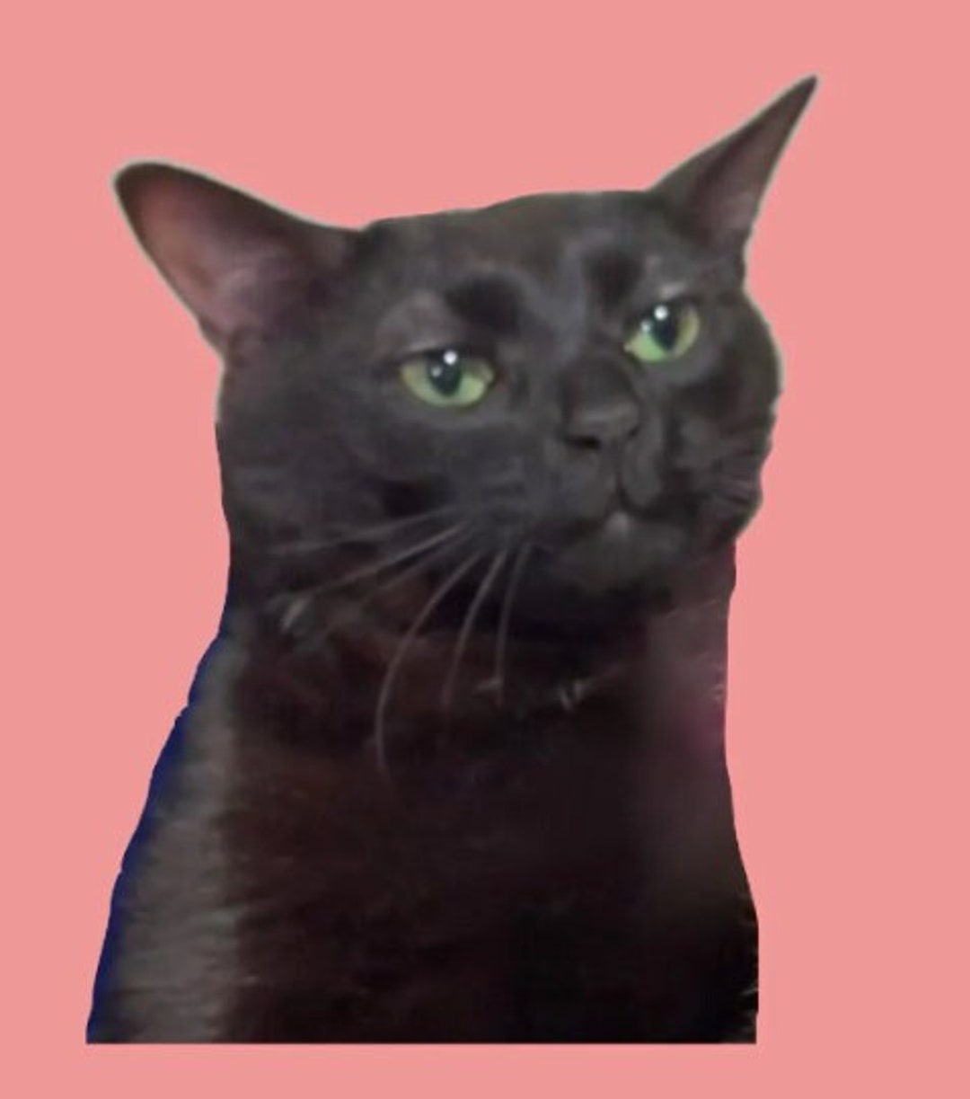 Black Cat Zoning Out Meme Sticker Decal Etsy