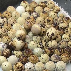 May include: A close-up image of a white tray filled with dozens of speckled brown and white quail eggs.