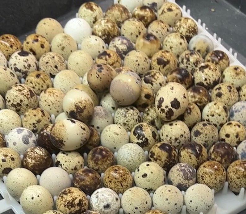Unfertilized Pet Food Quail Eggs 画像 1