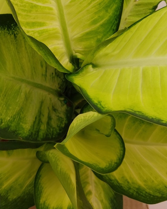 Dieffenbachia 'tropic Marianne' - 6" - Etsy