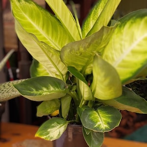 Dieffenbachia &#39;Tropic Marianne&#39; - 6&quot;