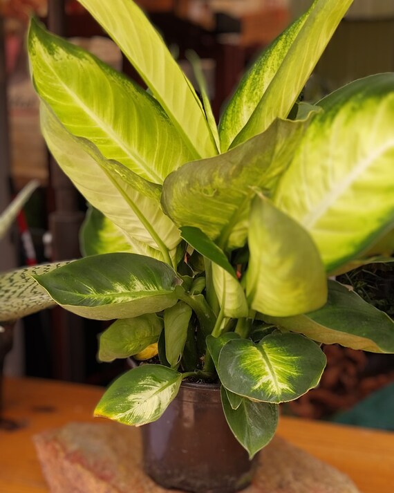 Dieffenbachia 'tropic Marianne' - 6" - Etsy