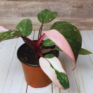 Philodendron Pink Princess - 4&quot;
