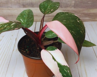 Philodendron Pink Princess - 4"