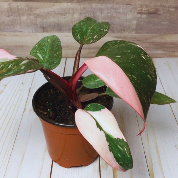 Philodendron Pink Princess - 4"