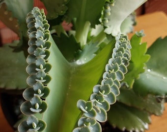 Mère de milliers de personnes, Kalanchoe daigremontiana - 6 po.