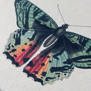 Hand Embellished Vintage Butterfly Moth Print image 2