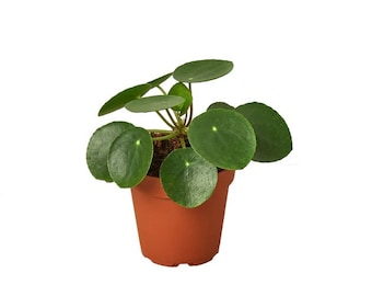 Pilea Peperomioides