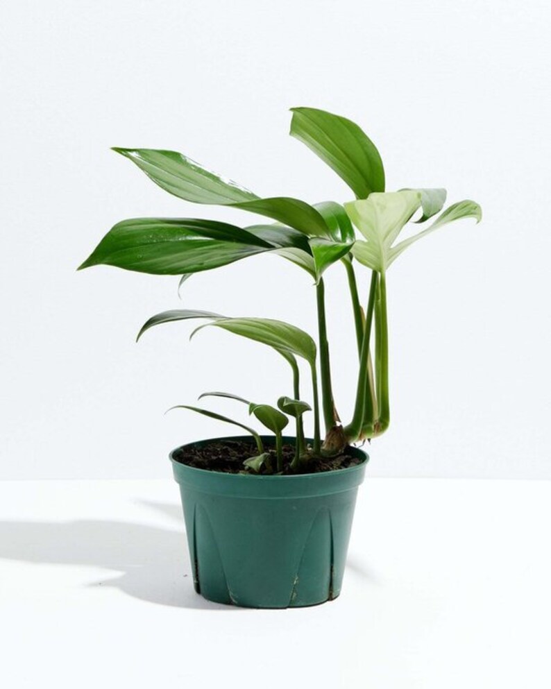 SDTROPICS Rhaphidophora Decursiva