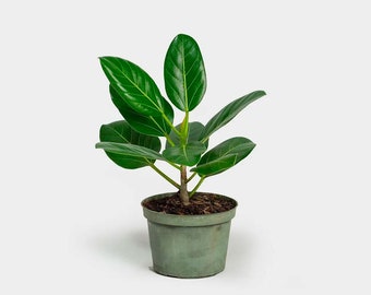 Ficus Audrey
