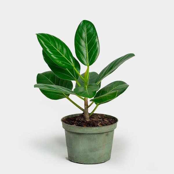 Ficus Audrey