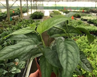Monstera Siltepecana