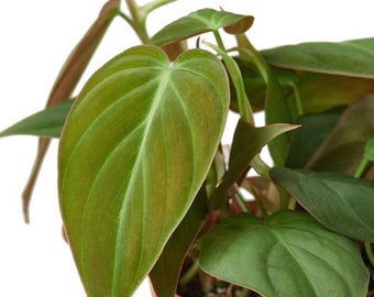 Philodendron Micans