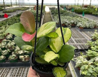 Hoya Australis 'Lisa'