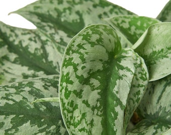 Pothos Silver Splash