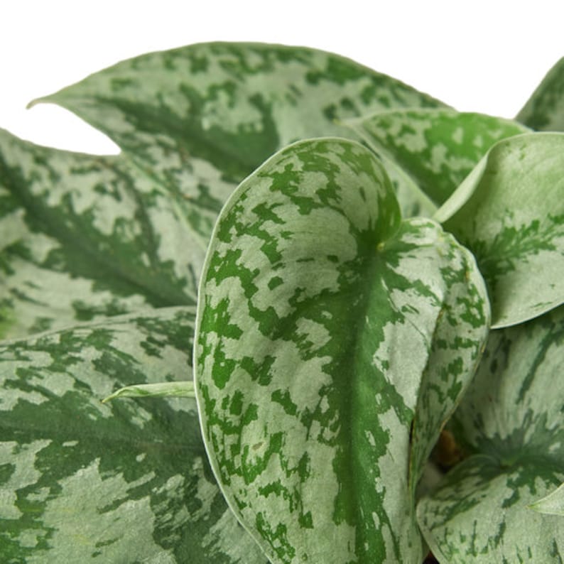 Pothos Silver Splash - Thumbnail 3