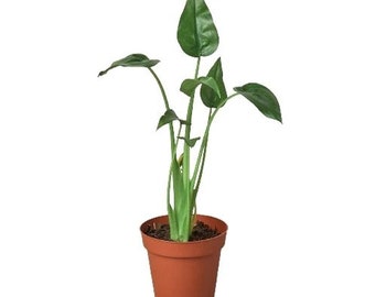 Alocasia Tiny Dancer