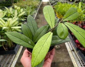 Hoya Crassipetiolata