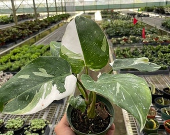 Philodendron 'White Princess'