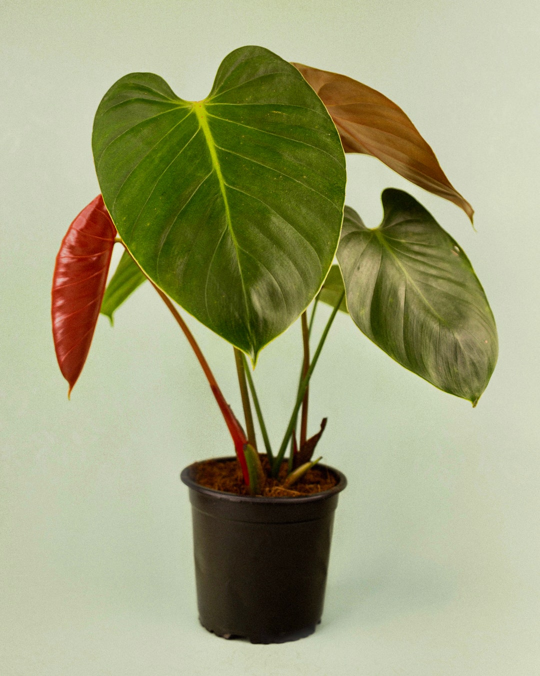 Philodendron Lynamii Etsy