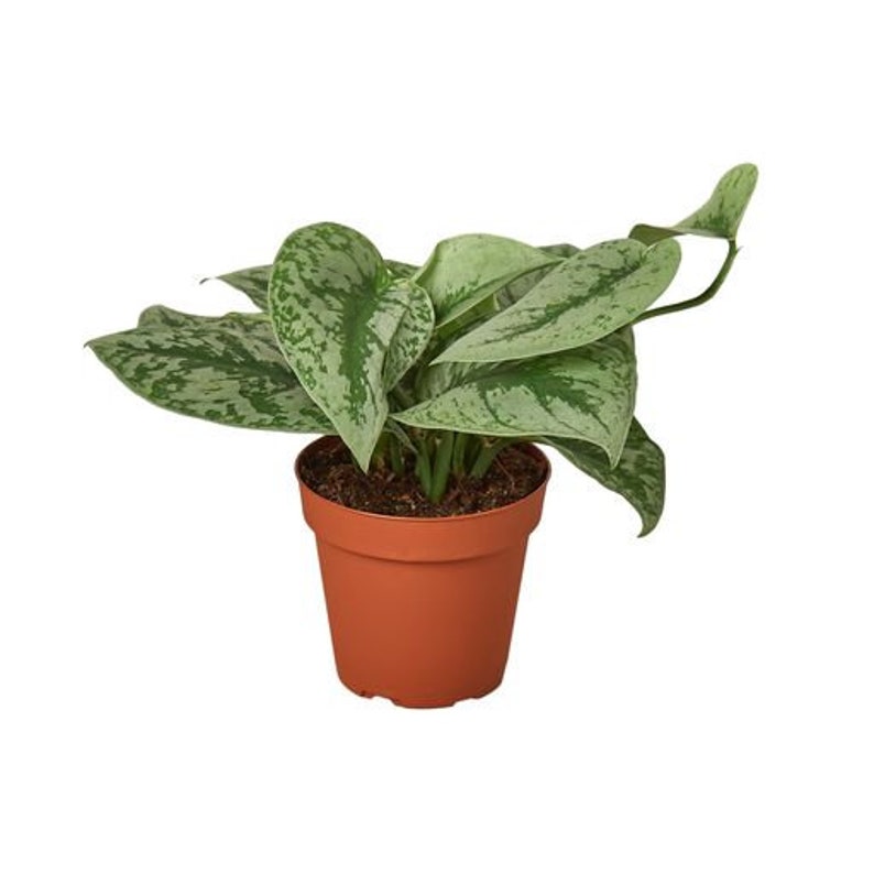 Pothos Silver Splash