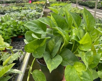 Pothos Global Green