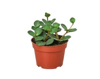 Peperomia Hope