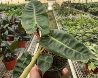 Philodendron Billietiae