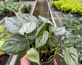 Philodendron Brandi