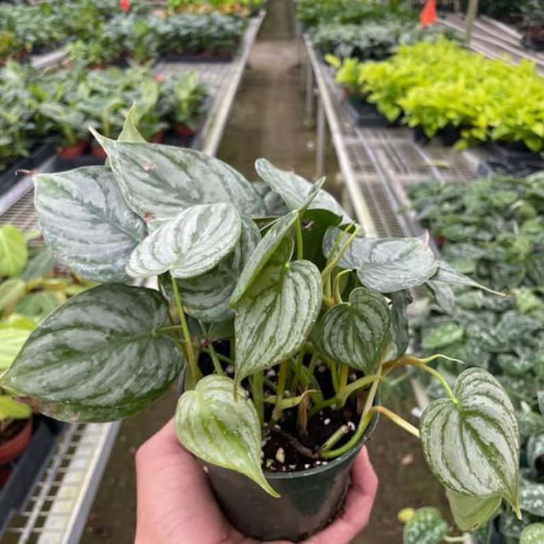 SDTROPICS Philodendron Brandi - Thumbnail 3