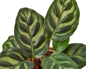 soil for calathea DIY Calathea & Maranta Soil Mix – Moisture Balance Blend main image 0