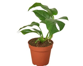 Rhaphidophora Tetrasperma