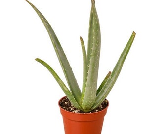 Organic Aloe Vera Cutting: Hydroponic, Ships With Plant Food - Etsy